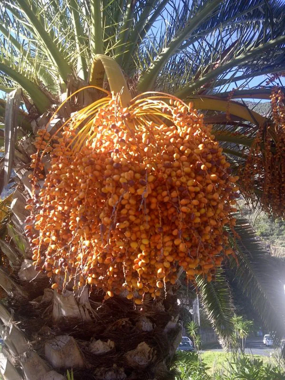Kurma Ajwa Grosir: Cara Beli, Hitung Modal & Untung untuk Reseller
